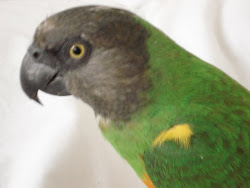 Syd, the adorable Senegal Parrot