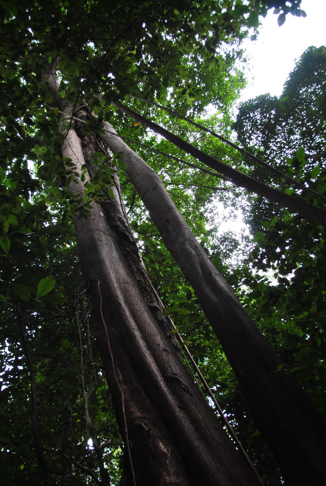 [my+tree+2.jpg]