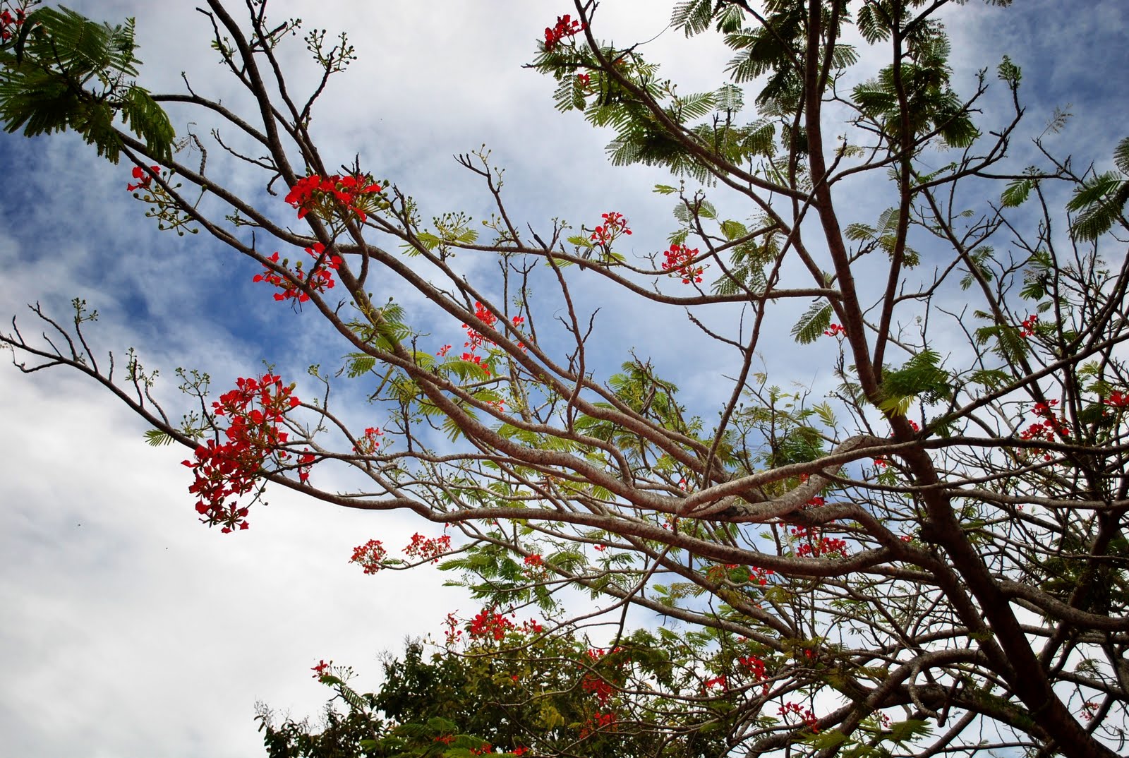 [my+tree+5.jpg]