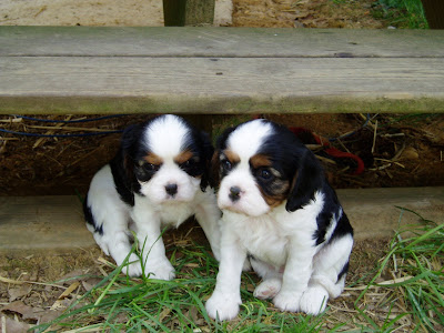 The Cavalier Puppy Dog Blog