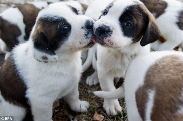 Thai Panda To The Rescue Soon Nine St Bernard Puppies Take Nine St Bernard Puppies Take
