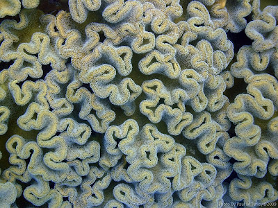 Soft Coral, Close Encounters, Pemuteran, NW Bali, Sea Rovers Dive Centre