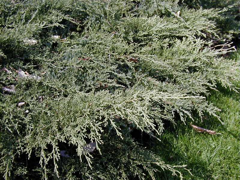 [Juniperus+Armstrongii+3-4'.jpg]