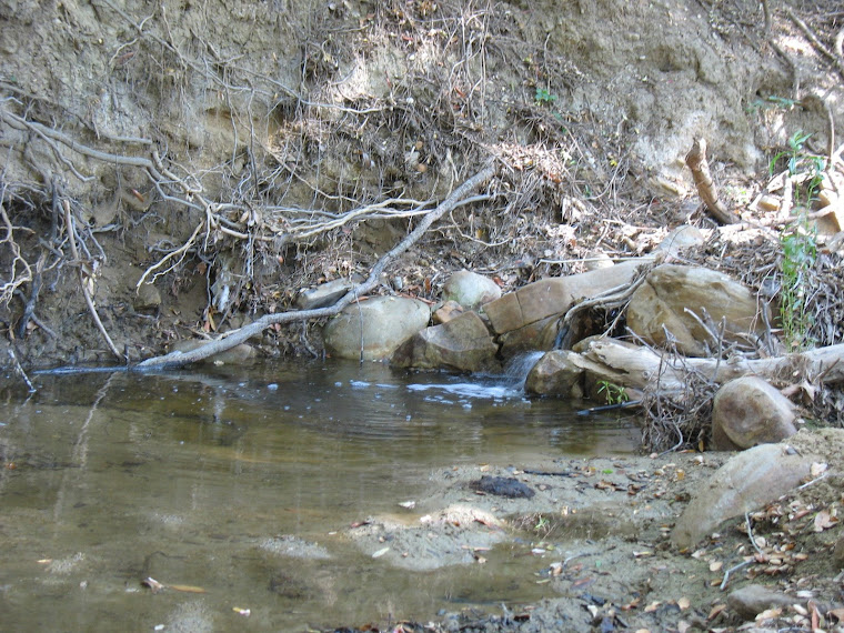 A Creek in Soquel Canyon