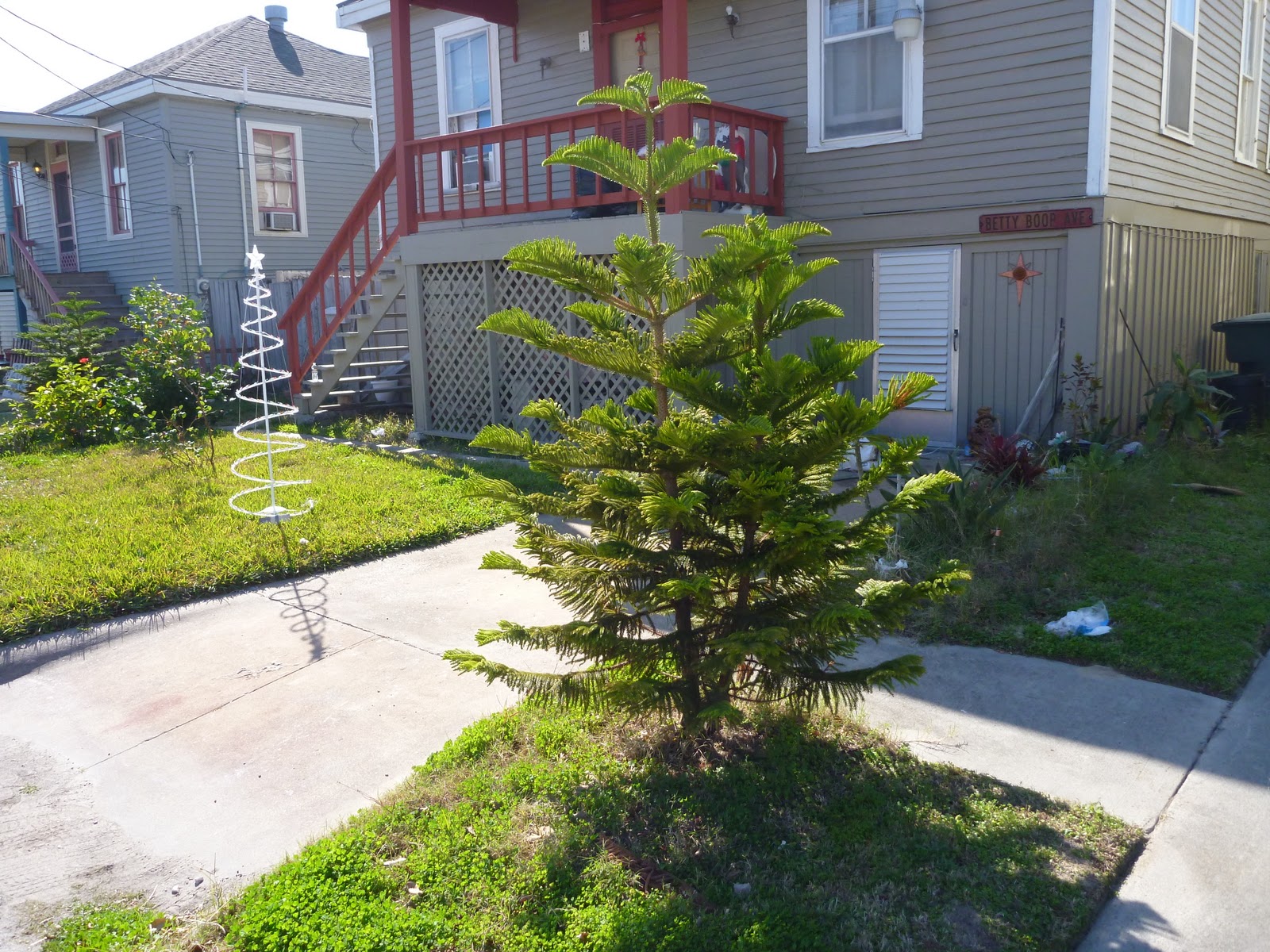 Galveston Gardening Norfolk Island Pine Know The Risks Before You Plant