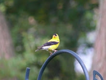 8-7-07  American Goldfinch