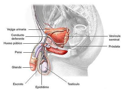 prostatitis uretritis no específica