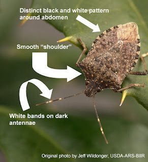 brown stink bug marmorated bugs colorado asian invasive pests insects soldier little stinkbug spined citrus garden need diagnostic characteristics stinky