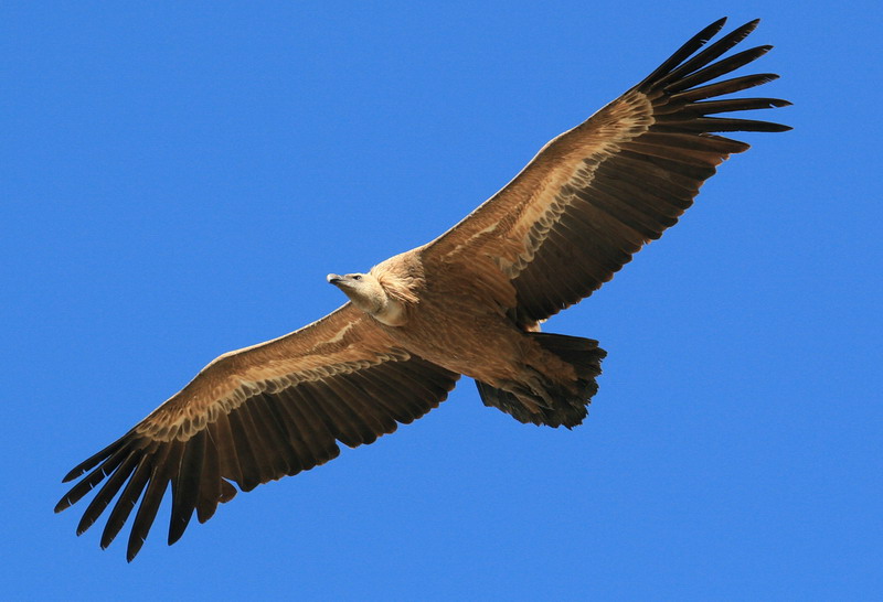La Vida Alcalaína: Vulture Culture