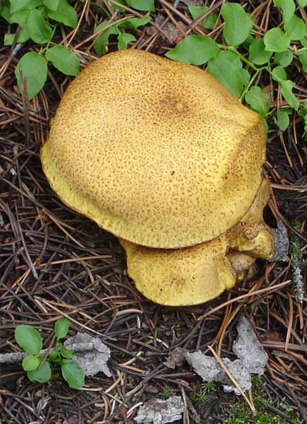 Habitat Home: Colorado Mushrooms