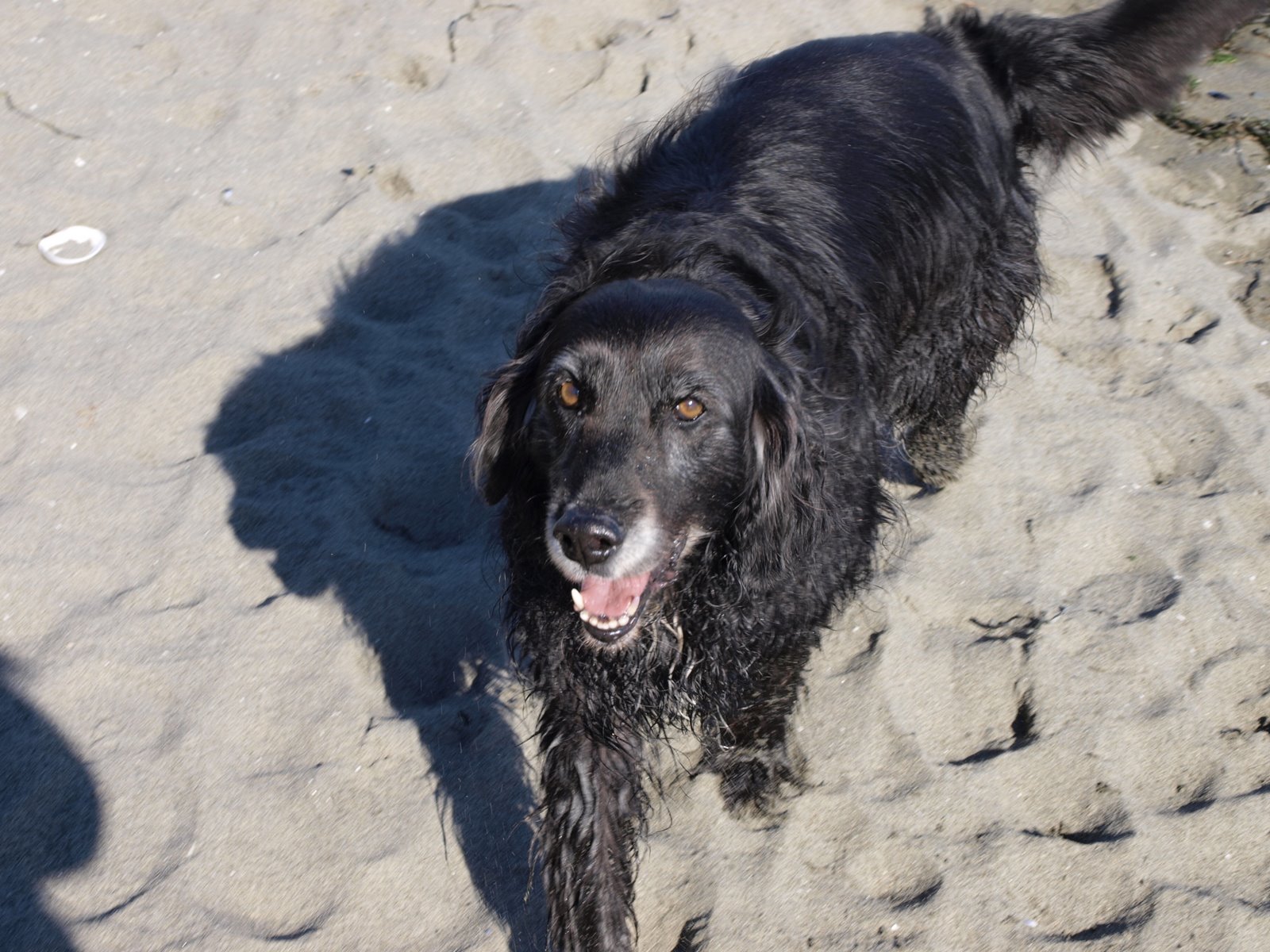 Wonders in Seattle Smelly dog, smelly dog