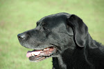 Balou 26-02-1997 #28-12-2011