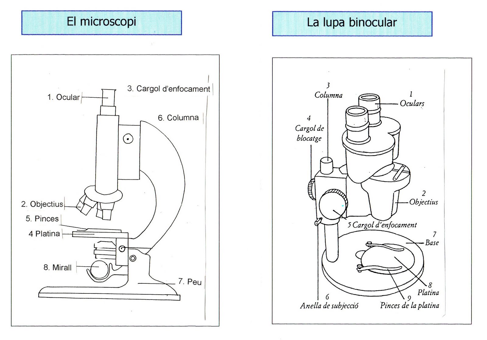 [microscopi_lupa2.jpg]