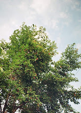 Magnolia la Cugir, septembrie 2008