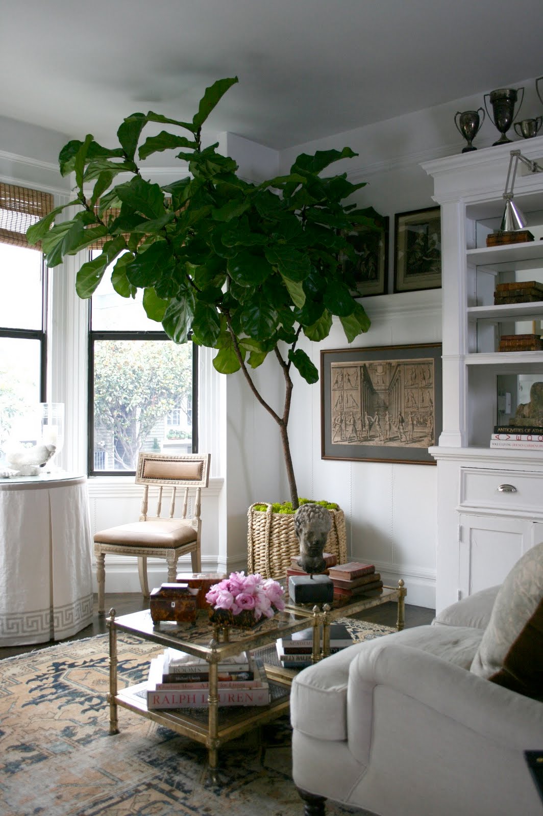 Rubber Plant In Living Room Rubber Plant In Living Room