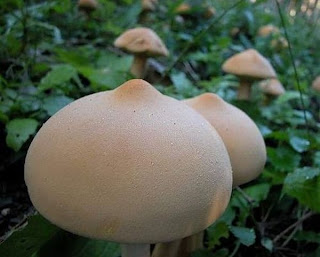 %CE%9C%CE%91%CE%9D%CE%99%CE%A4%CE%91%CE%A1%CE%99%CE%91+%CE%92%CE%A5%CE%96%CE%99%CE%91.jpg