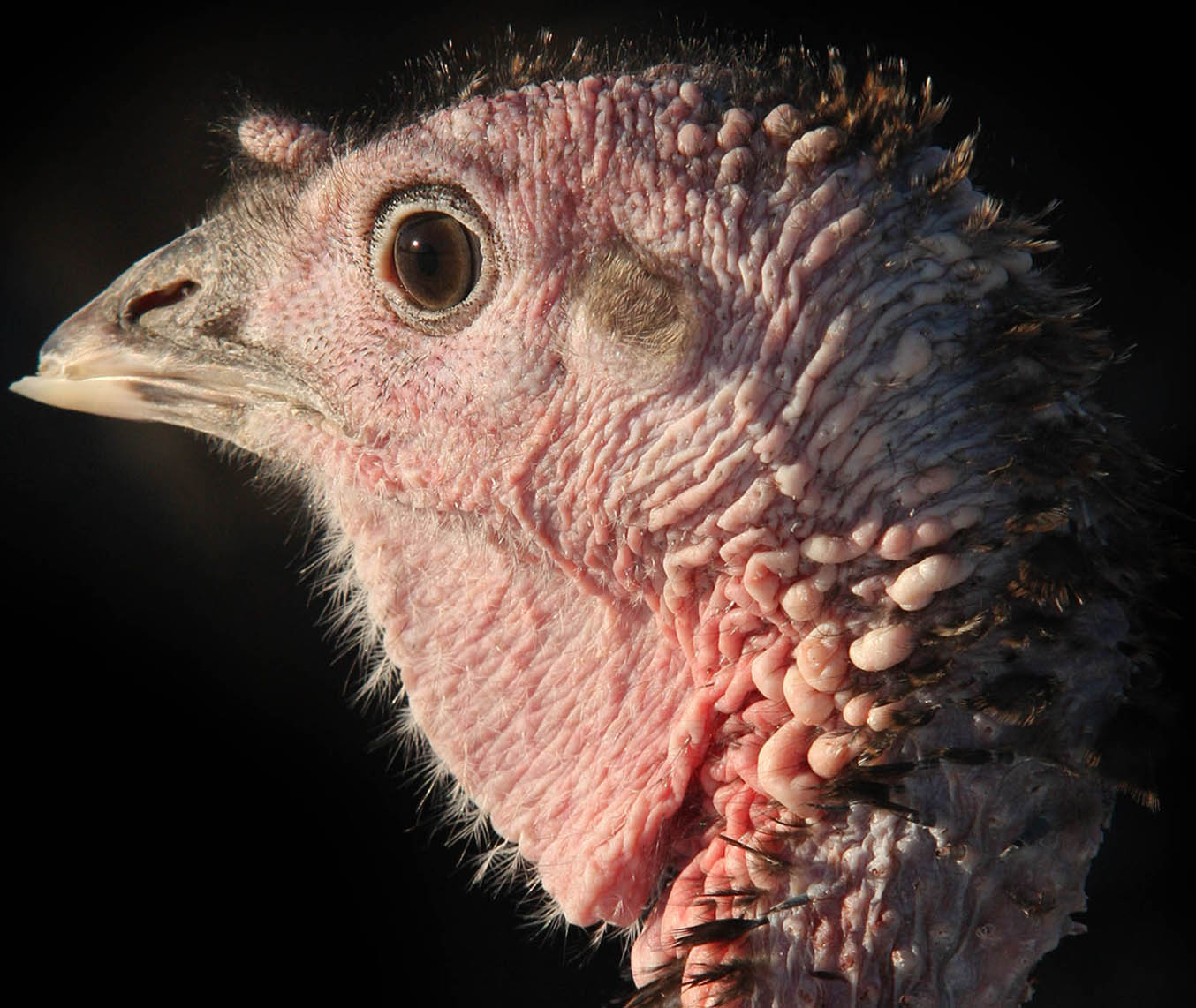 Humorous card Welshphotoguy: A turkey is Christmas not for life