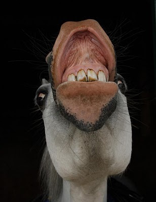 Welshphotoguy: Ugly Horse