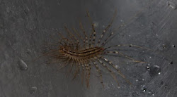 my cat ate a house centipede 3