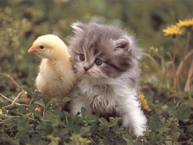 [Cat+And+Chick.jpg]