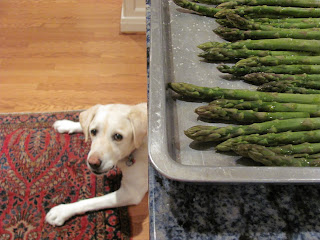 Lambeau helping in the kitchen with a pan of asparagus ready to roast