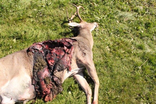 Our Kangal Dogs 8 Point Buck