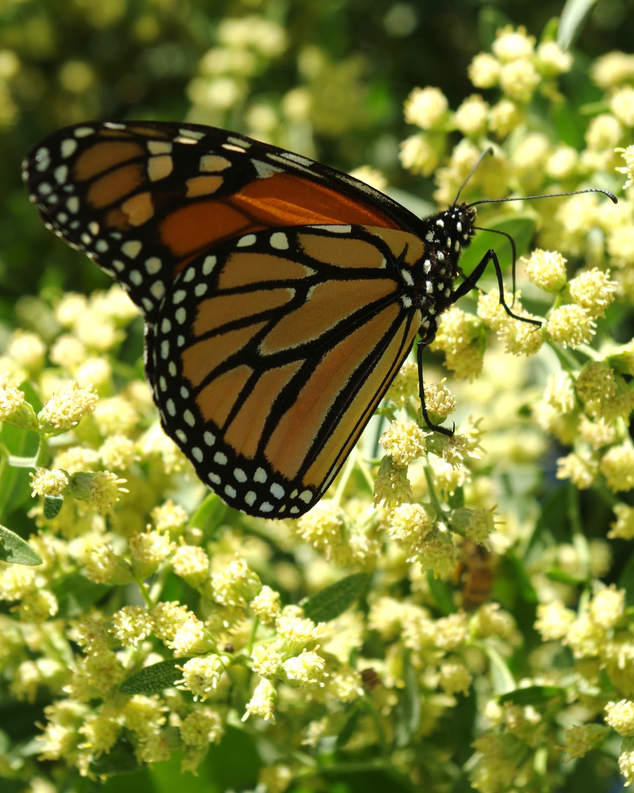 95+ Monarch Glass Slipper Butterfly Bush By Doodle