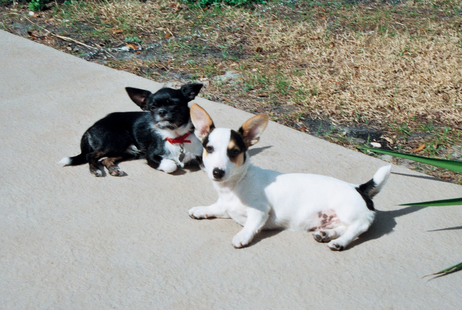 [Truffles+and+T+poolside.jpg]