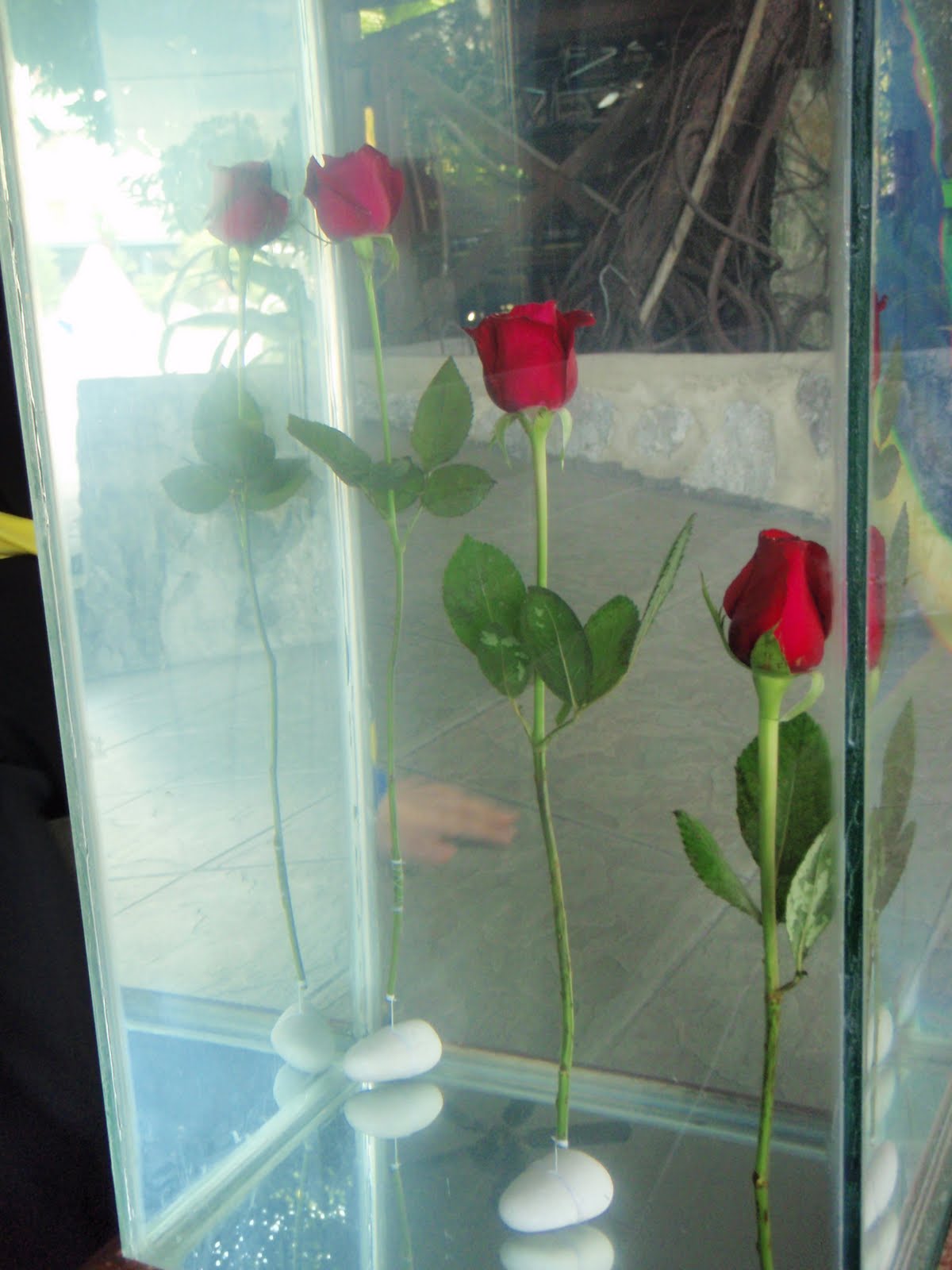 Xing Fu ROSES SUBMERGED IN WATER