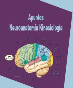 Apuntes neuroanatomia-kinesiologia