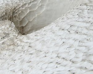 Genetichouse: Voronoi-like shapes in nature