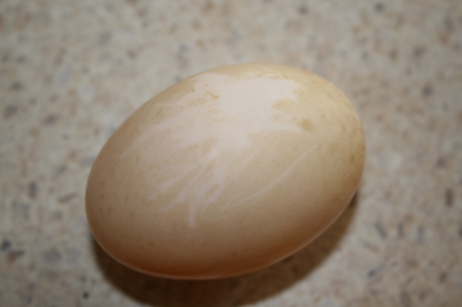 Raising Chooks and Ducks. 1st duck egg