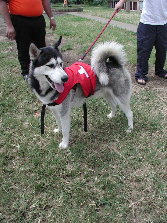 K9 ticos entrenandose en busqueda y rescate
