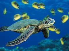 A Green Sea Turtle