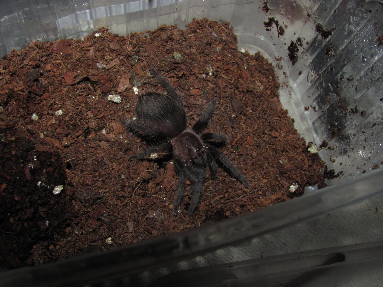 Tarantula World Curly Hair Tarantula Athena 