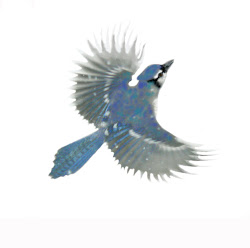 jay flying bird flight pat 2009 february c2009 dolan