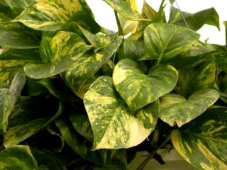 Resultado de imagem para plantas jiboia