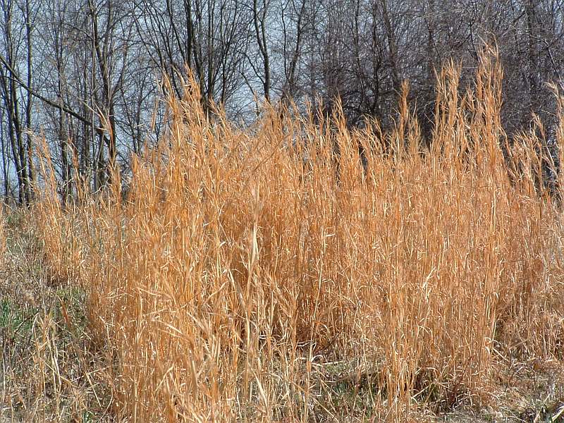 Captina Creek Correction Broomsage (Bunchgrass)
