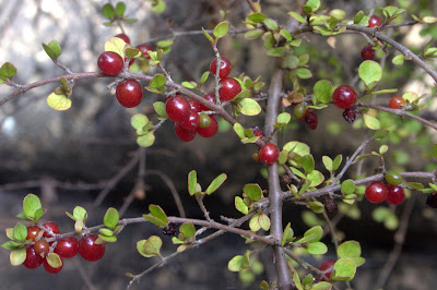 An Impartation Of Color Manzanita Arctostaphylos Or California