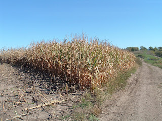 Corn near Harvest Time