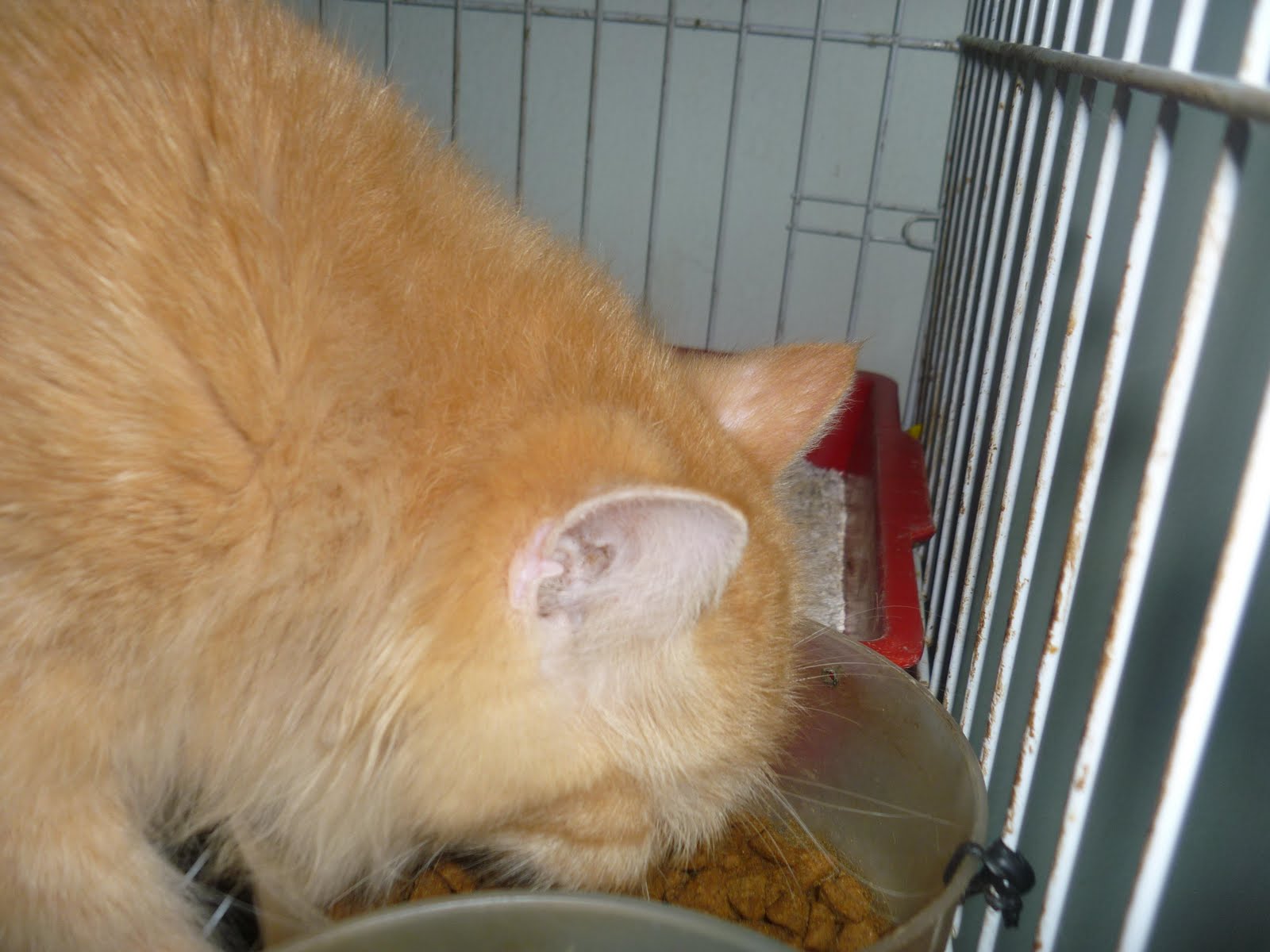 Gambar Kucing Lapar Lengkap Utara Kalori Diet Diperlukan