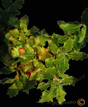 Quercus ilex