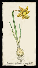 Narcissus sylvestris Giraffodil
