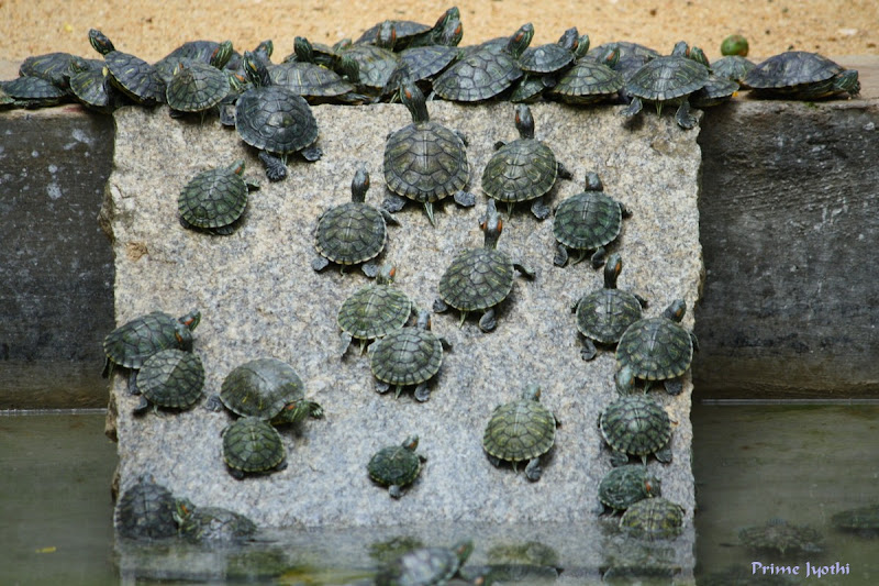 Prime Photos: Animals, birds & reptiles