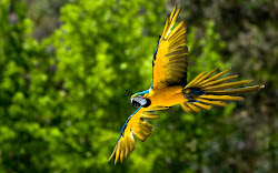 wallpapers birds desktop backgrounds parrot gold flying animals