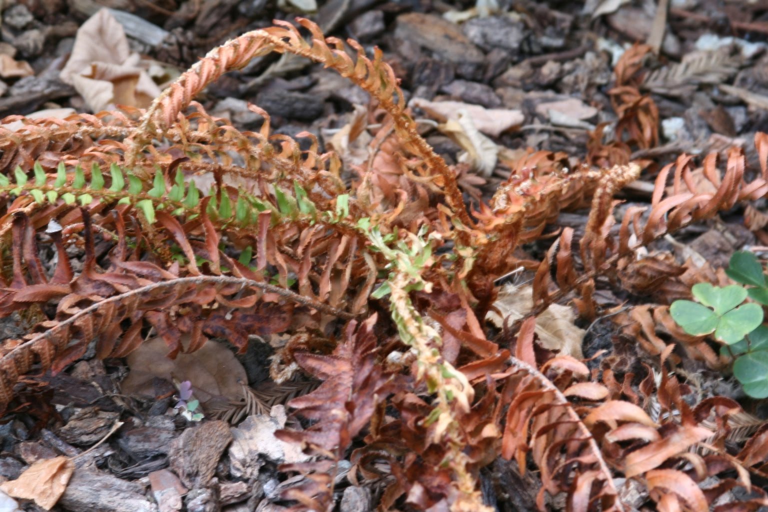 What Really Happened