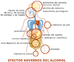 EFECTOS DEL ALCOHOL