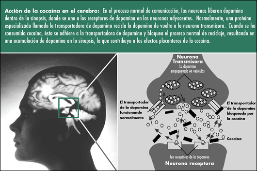 COCAINA EFECTOS EN EL SISTEMA NERVIOSO_2 COCAINA EFECTOS EN EL SISTEMA NERVIOSO_2