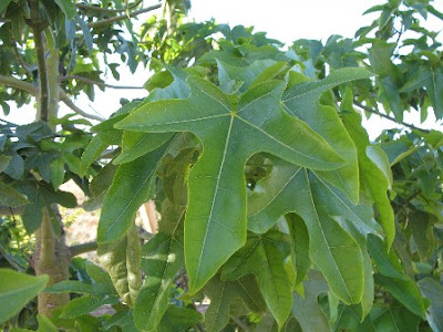 Illawarra flame tree leaf