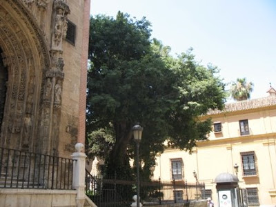 European Hackberry tree Malaga Cathedral